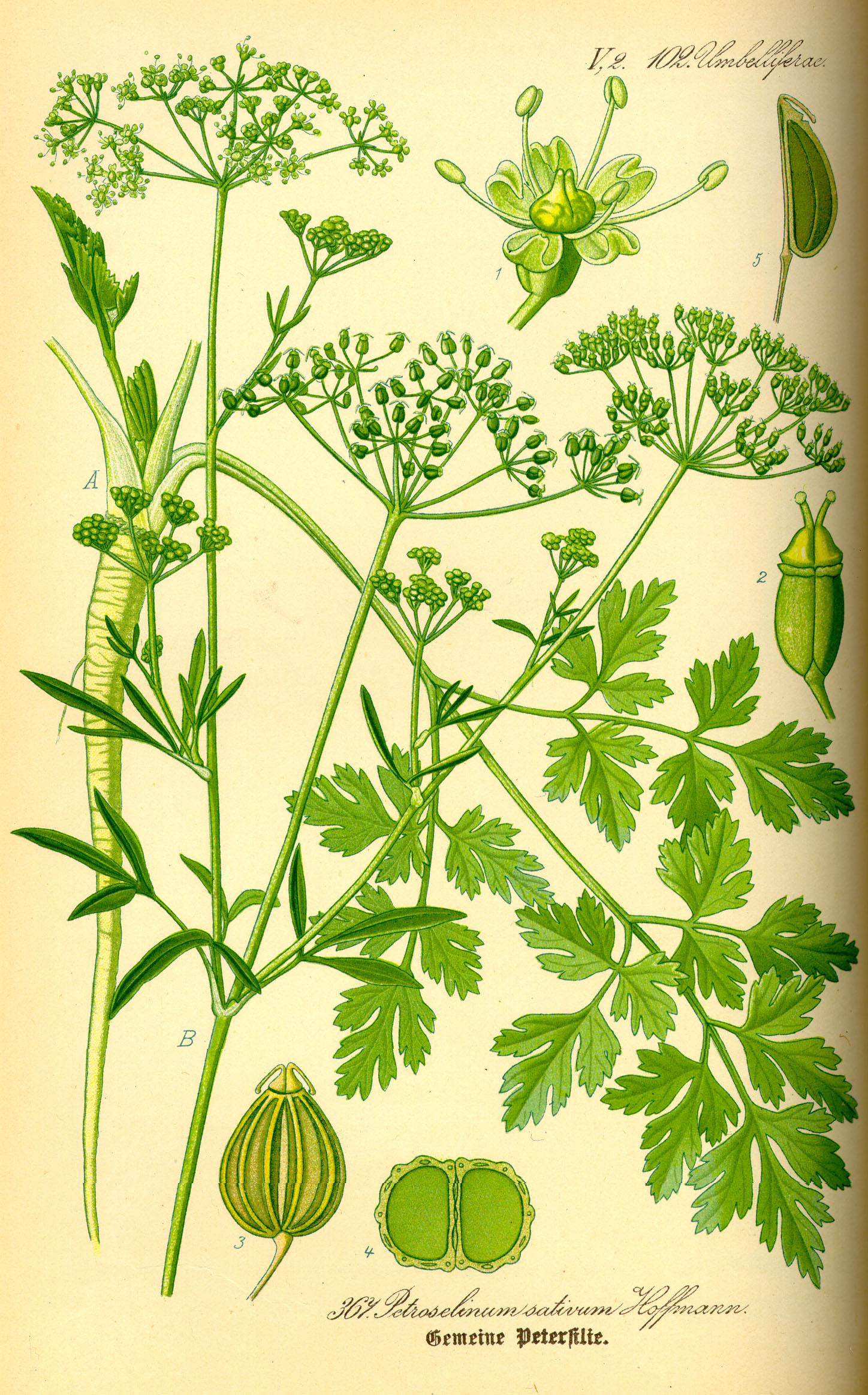 illustration_petroselinum_crispum0.jpg