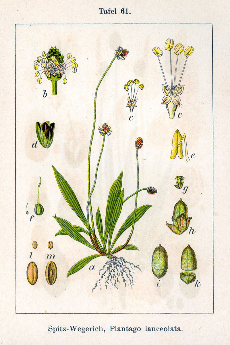 plantago_lanceolata_sturm61.jpg