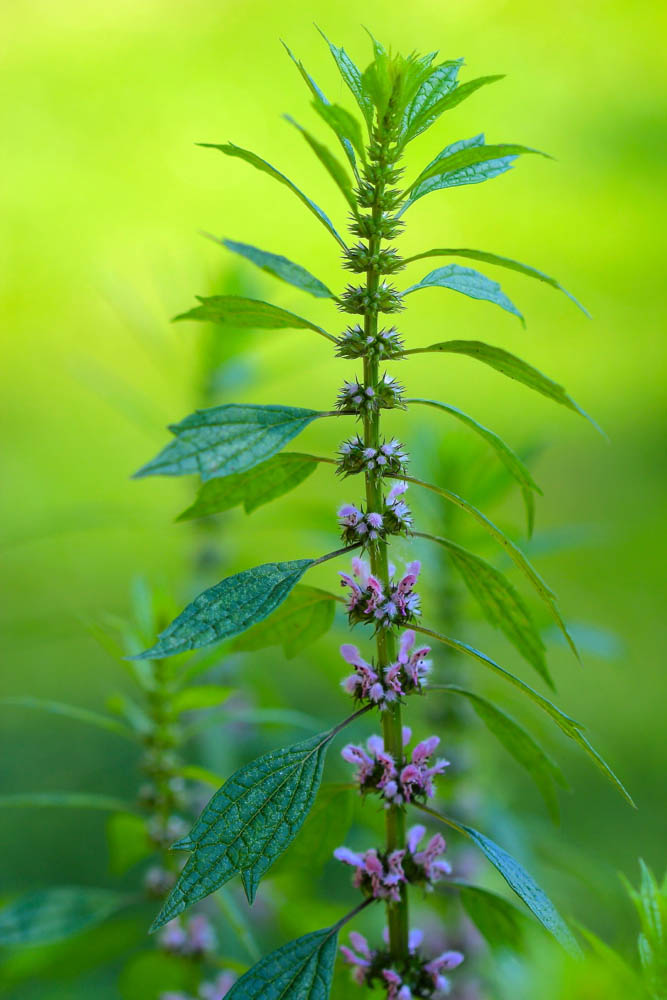 top-ten-medicinal-herbs-for-the-garden-motherwort.jpg