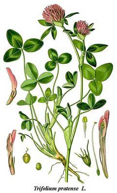 trifoliumpratense2.jpg