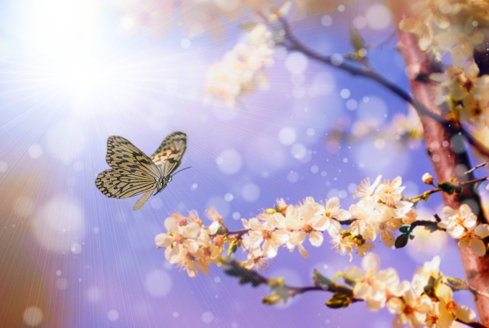 butterfly.jpg