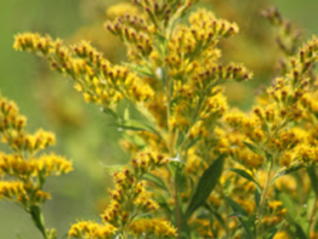 Közönséges Aranyvessző - Solidago virgaurea