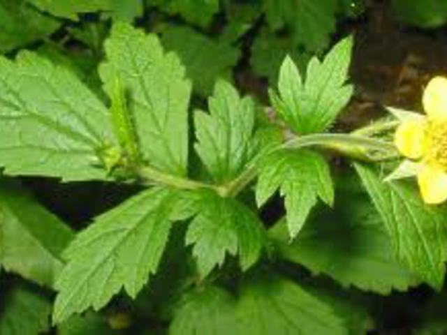 GYÖMBÉRGYÖKÉR - Geum urbanum