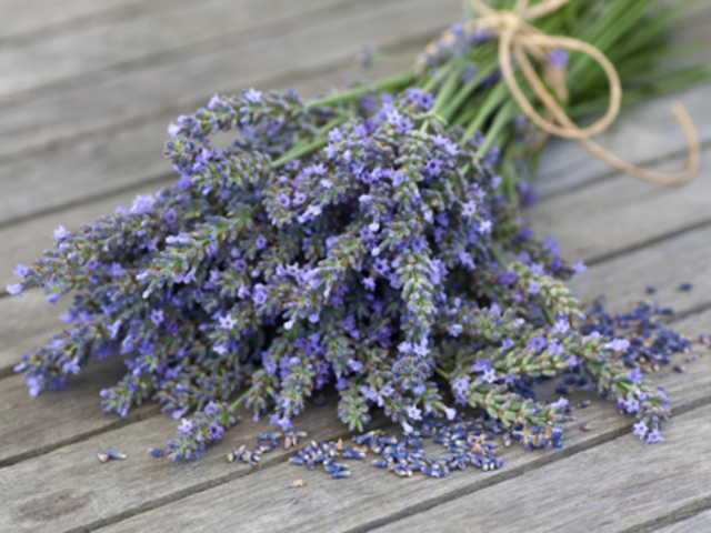 LEVENDULA - Lavandula angustifolia