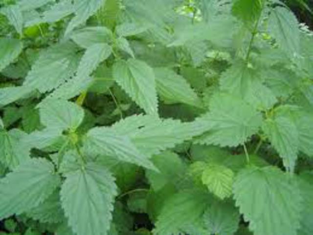 CSALÁN, nagy - Urtica dioica
