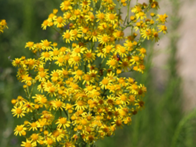 AGGÓFŰ - Senecio nemorensis L.