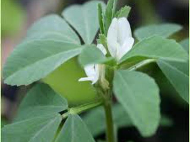 Görögszéna - Trigonella foenum-graecum