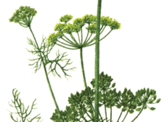 KAPOR - Anethum graveolens L.