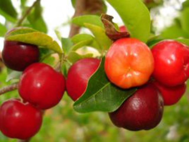 Acerola cseresznye