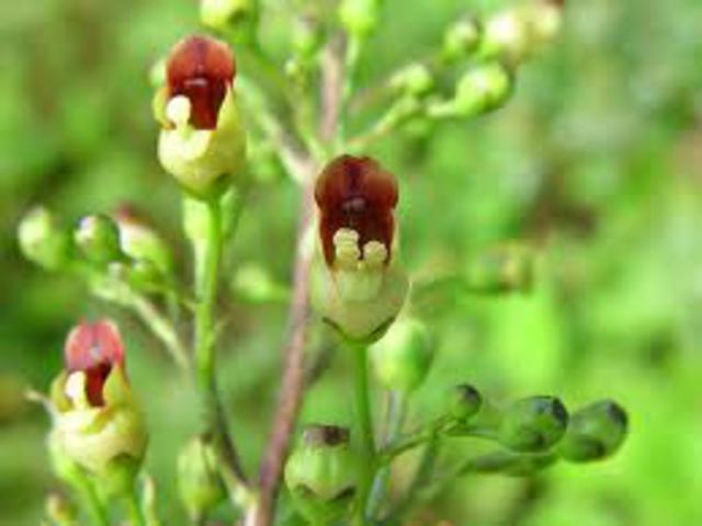 Görvélyfű, görcsös. Grindelia