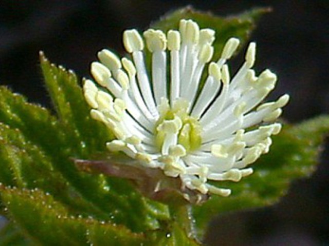 Hydrastis