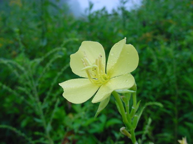 LIGETSZÉPE - Oenothera biennis