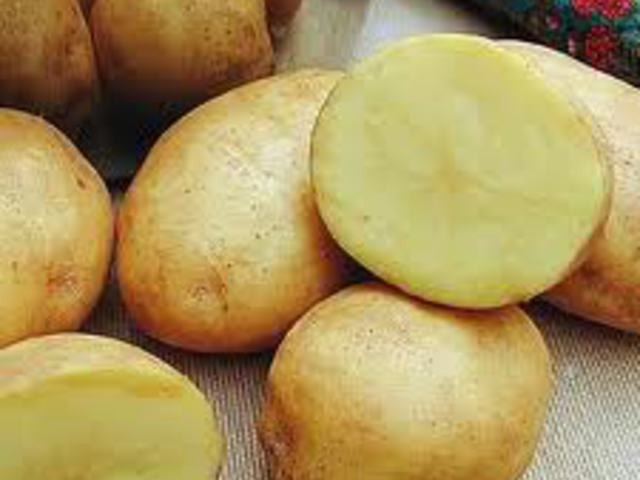 BURGONYA - Solanum tuberosum