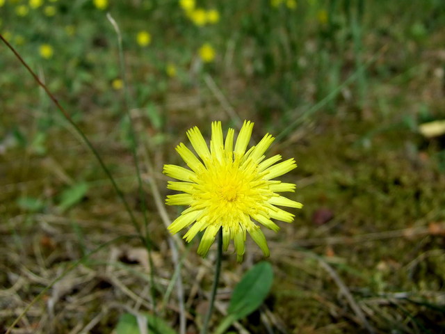 HÖLGYMÁL, ezüstös - Hieracium pilosella