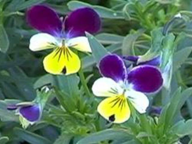 ÁRVÁCSKA - Viola tricolor