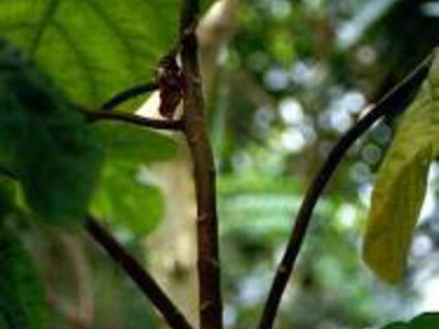 CHINAKÉREG - Chinarinde
