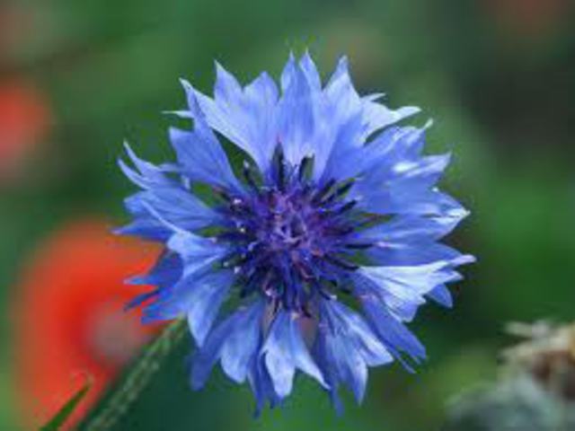 BÚZAVIRÁG - Centaurea cyanus