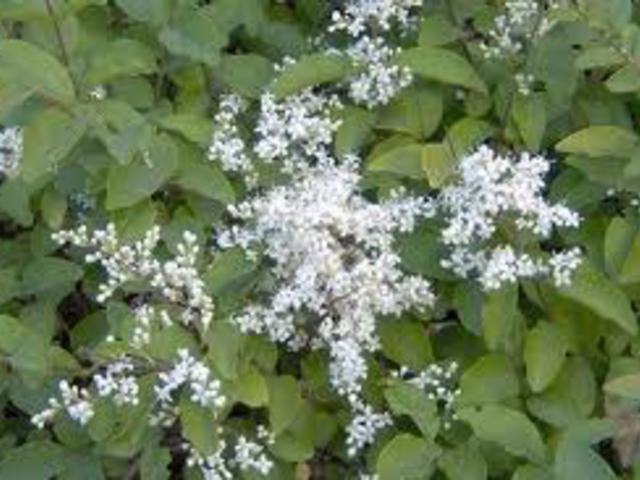 FAGYAL - Ligustrum vulgare