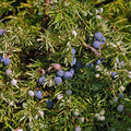 BORÓKA - Juniperus communis