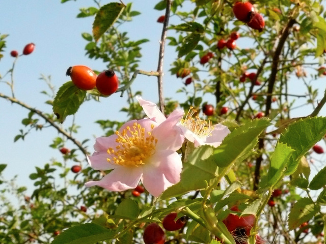 CSIPKERÓZSA - Rosa canina