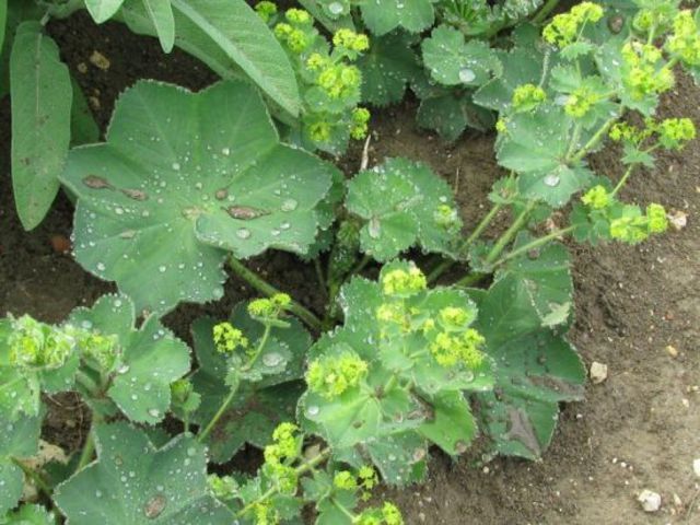 PALÁSTFŰ - Alchemilla vulgaris