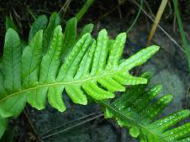 ÉDESGYÖKERŰ PÁFRÁNY - Polypodium vulgare