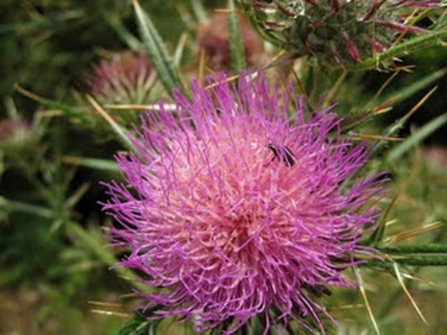 Máriatövis - Silybum marianum