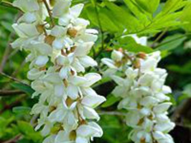 Akác, fehér - Robinia pseudoacacia