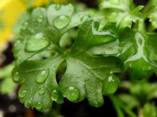 PETREZSELYEM - Petroselinum hortense