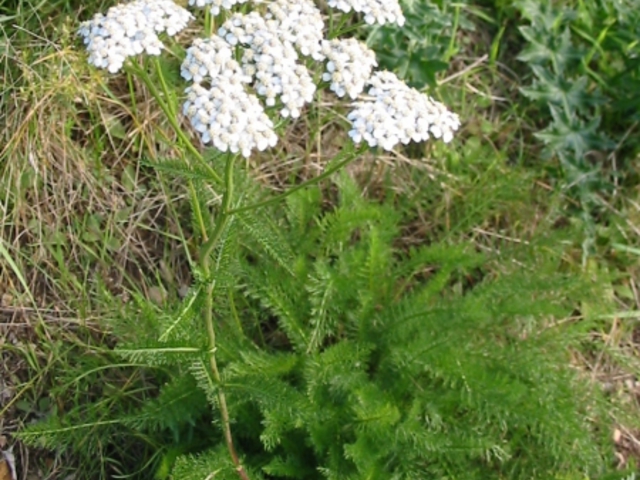 CICKAFARKFŰ - Achillea millefolium