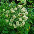 ANGYALGYÖKÉR - Angelica archangelica