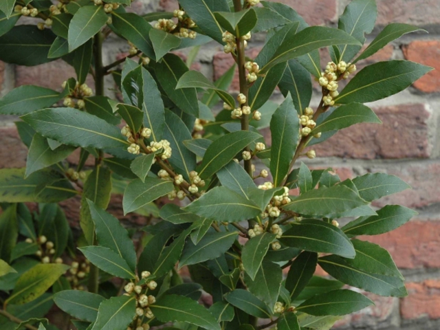 BABÉRLEVÉL - Lauri folium
