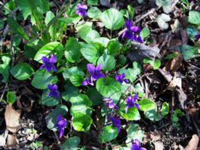 ILLATOS IBOLYA - Viola odorata