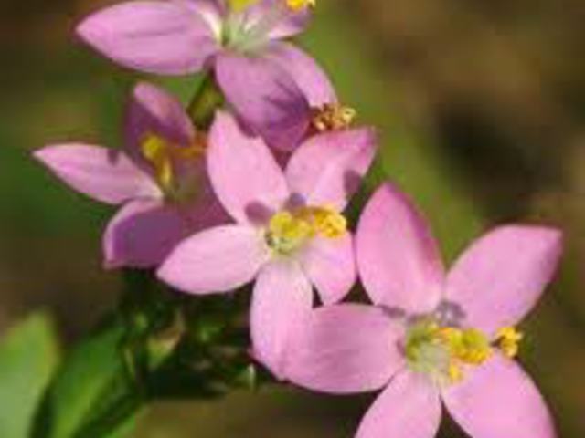 EZERJÓFŰ - Centaurium umbellatum