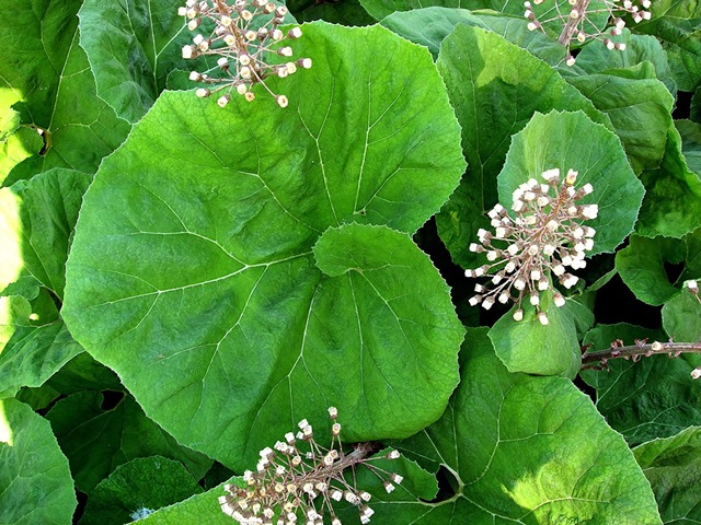 ACSALAPU - Petasites hybridus
