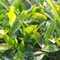KARDAMON - Elettaria cardamomum