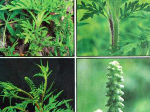 PARLAGFŰ - Ambrosia artemisifolia