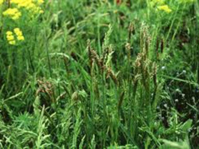 BORJUPÁZSIT, SZAGOS - Anthroxantum odoratum