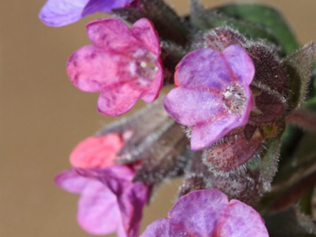 TÜDŐFŰ, ORVOSI - Pulmonaria officinalis