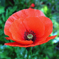 MEZEI PIPACS - Papaver rhoeas