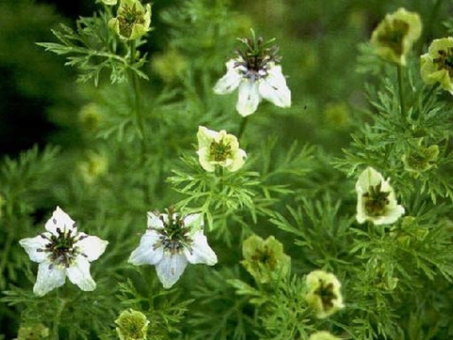 FEKETE KÖMÉNY - Nigella sativa