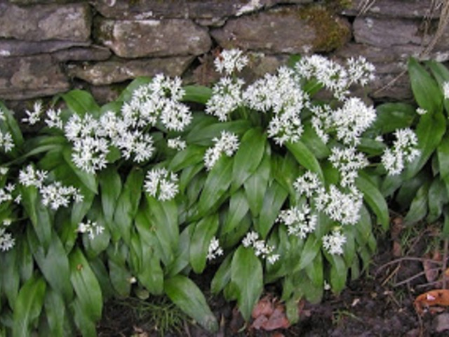 MEDVEHAGYMA - Allium ursinum
