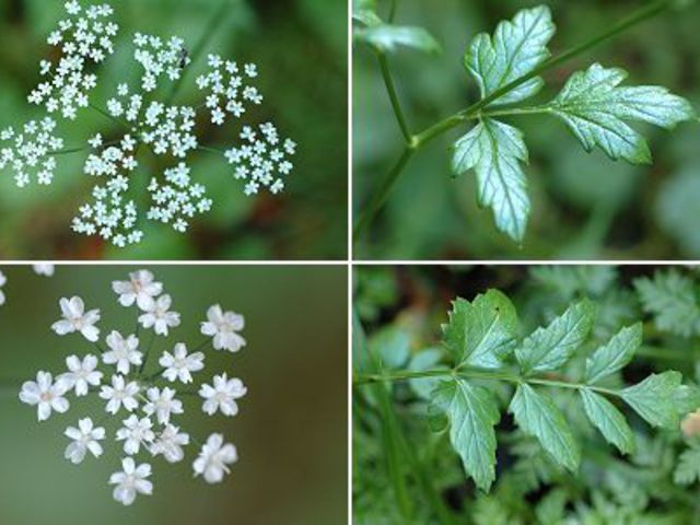 FÖLDITÖMJÉN, nagy - Pimpinella major