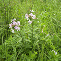 SZAPPANFŰ (Orvosi) - Saponaria officinalis