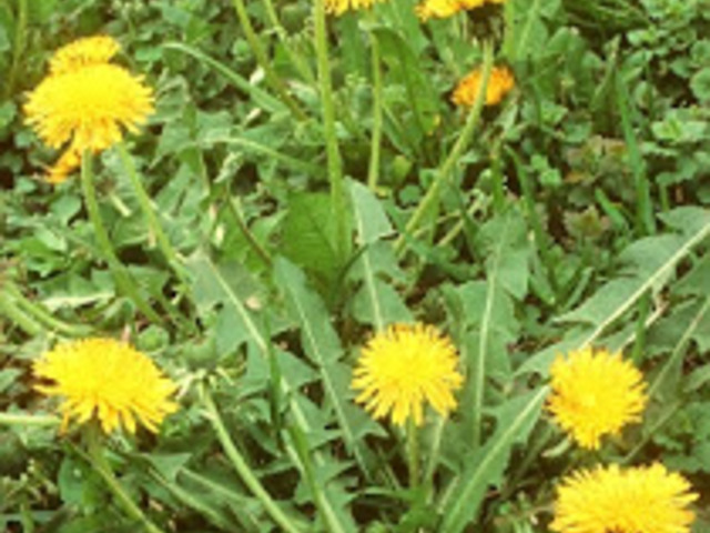 GYERMEKLANCFŰ - Taraxacum officinale