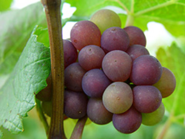 SZŐLŐ - Vitis