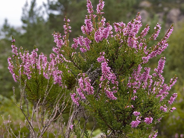 CSARAB-ERIKA - Calluna vulgaris (Erica)