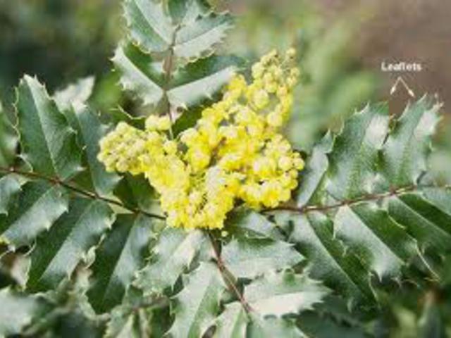 MAHONIA - Berberis aquifolium