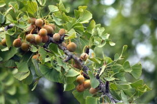 PÁFRÁNYFENYŐ - Ginkgo biloba