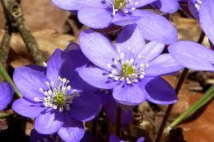 NEMES MÁJVIRÁG - Anemone hepatica